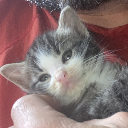 GrumpyKitten