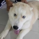 Tyo Paeng