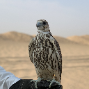 M5tar ~Q8