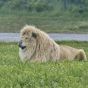 Singh
