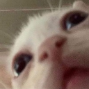 dingus_maximus