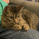 Avaismycatsname