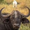 Muttenhead