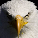 Hawk ᴷᴿᴬ