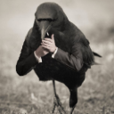 Crows
