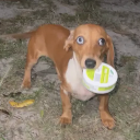 ZYN
