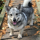 Vallhund