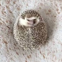 SpikeyOnToast