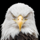 eagle 1