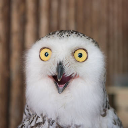Kevtor