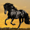 Black~horse