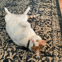 CAT CAT