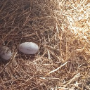 Humpty Dummtee