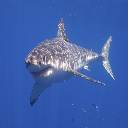 The Carcharodon