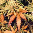 GrowerWeed4:20