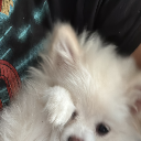 Dog king