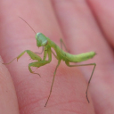 Mantisjr avatar