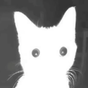 WEIRD catᵂᴵᴺ