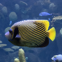 Fish keeper