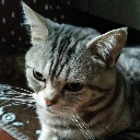 Boss仔猫