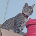 Alma
