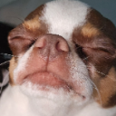 ᴸᵃᵗᵗᵉᵃᵖᵖᵃ라떼아빠