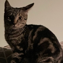 Meeko