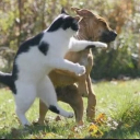 ちゃんしい