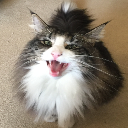 Bertie