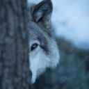 iL_DeMeN7E