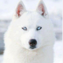 SnowDog