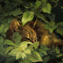 Stray