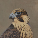 Falcon