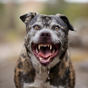 Doggerdude