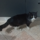 damiano