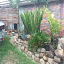 Gov cycad king