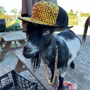 Gangsta Goat