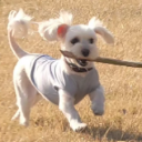 보리굴비