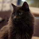 Ember