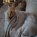 Berni