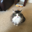 Bertie B