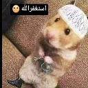 كبير النمس