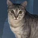 Meow
