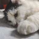 Auliaa