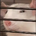 rat