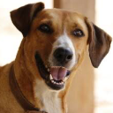 Paçoca_Cão_BRF