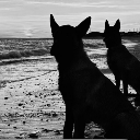 Lost_Intrepid