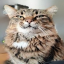 mastadon