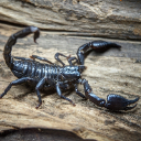 ShadowScorpion