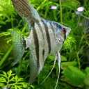 kikicatts